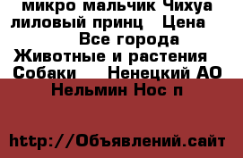 микро мальчик Чихуа лиловый принц › Цена ­ 90 - Все города Животные и растения » Собаки   . Ненецкий АО,Нельмин Нос п.